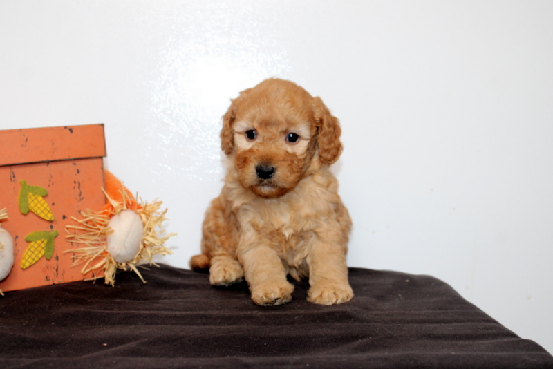 puppy, for, sale, Mini Goldendoodle F2B, Matthew B. Stoltzfus, dog, breeder, Gap, PA, dog-breeder, puppy-for-sale, forsale, nearby, find, puppyfind, locator, puppylocator, aca